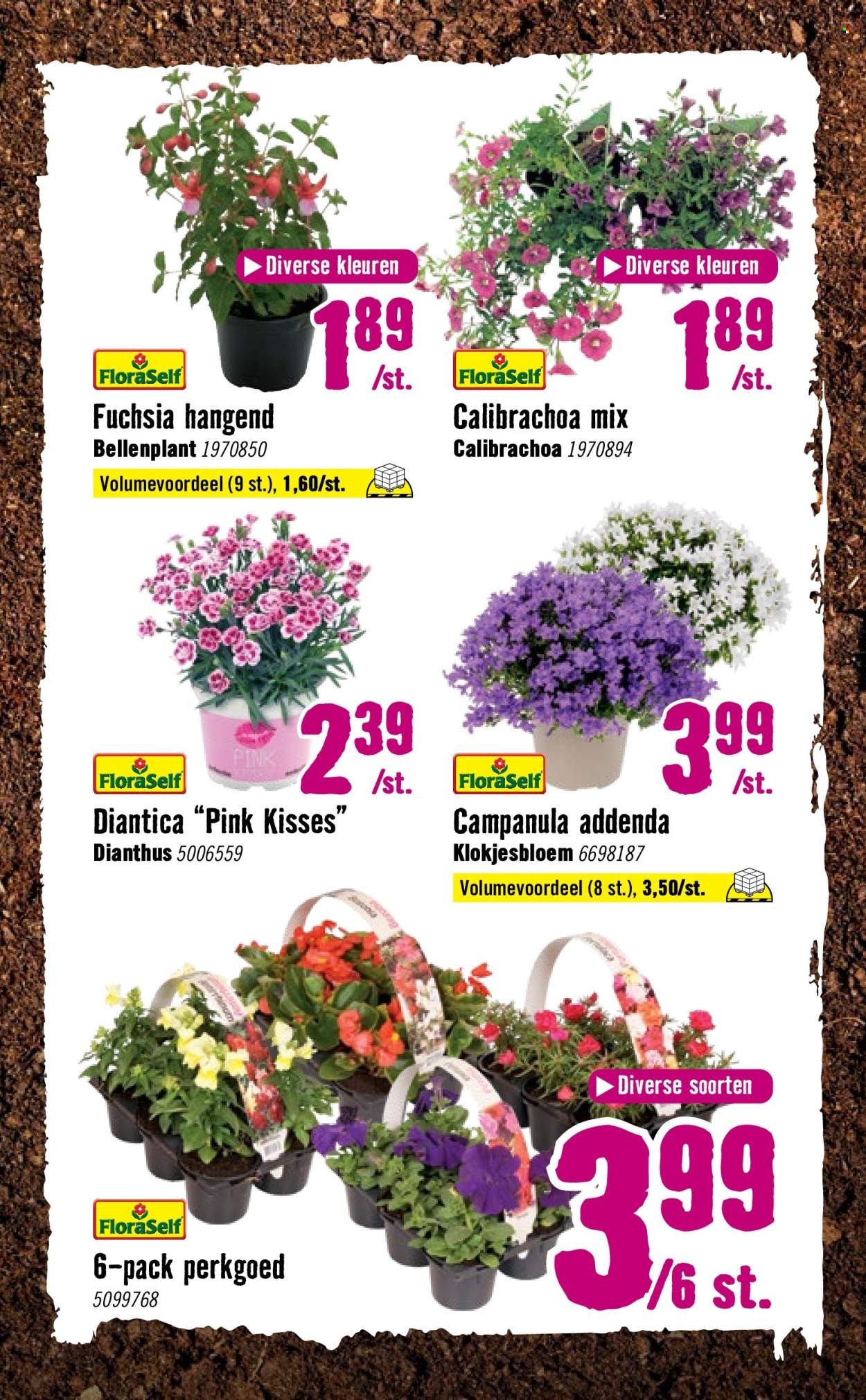 thumbnail - Hornbach-aanbieding - 8-4-2024 - 12-5-2024 -  producten in de aanbieding - buitenplante, bloemen. Pagina 12.