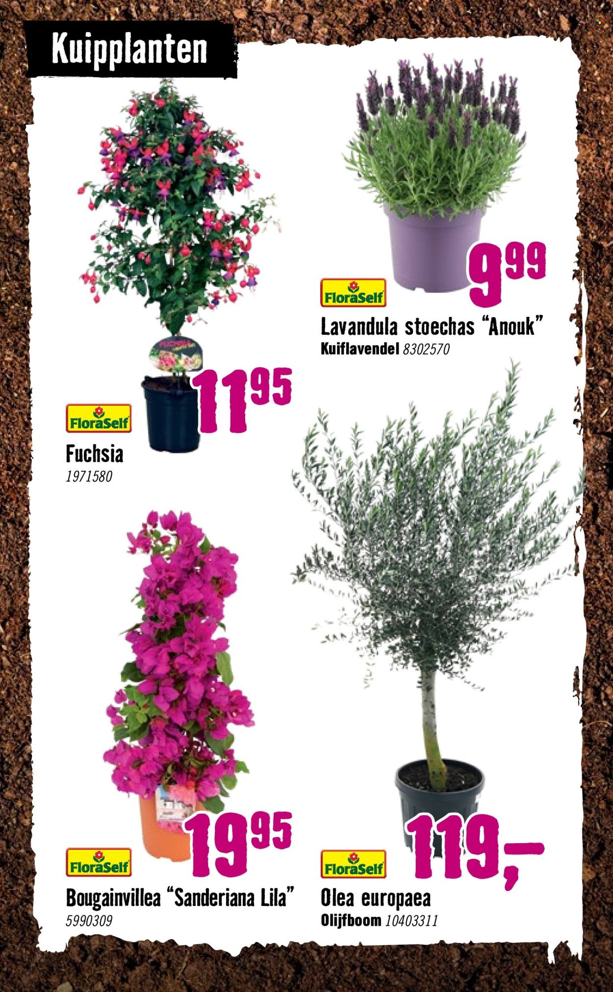 thumbnail - Hornbach-aanbieding - 8-4-2024 - 12-5-2024 -  producten in de aanbieding - bloemen. Pagina 27.