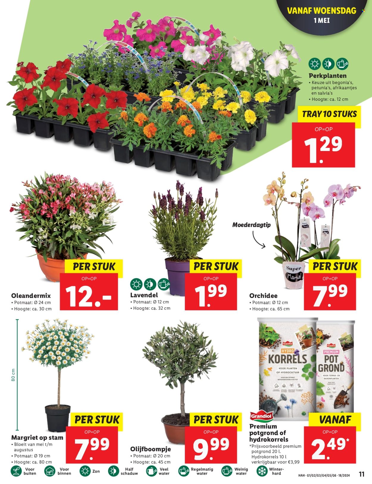 thumbnail - Lidl-aanbieding - 29-4-2024 - 5-5-2024 -  producten in de aanbieding - lavendel, kamerplante, potgrond, planten, orchidee. Pagina 11.