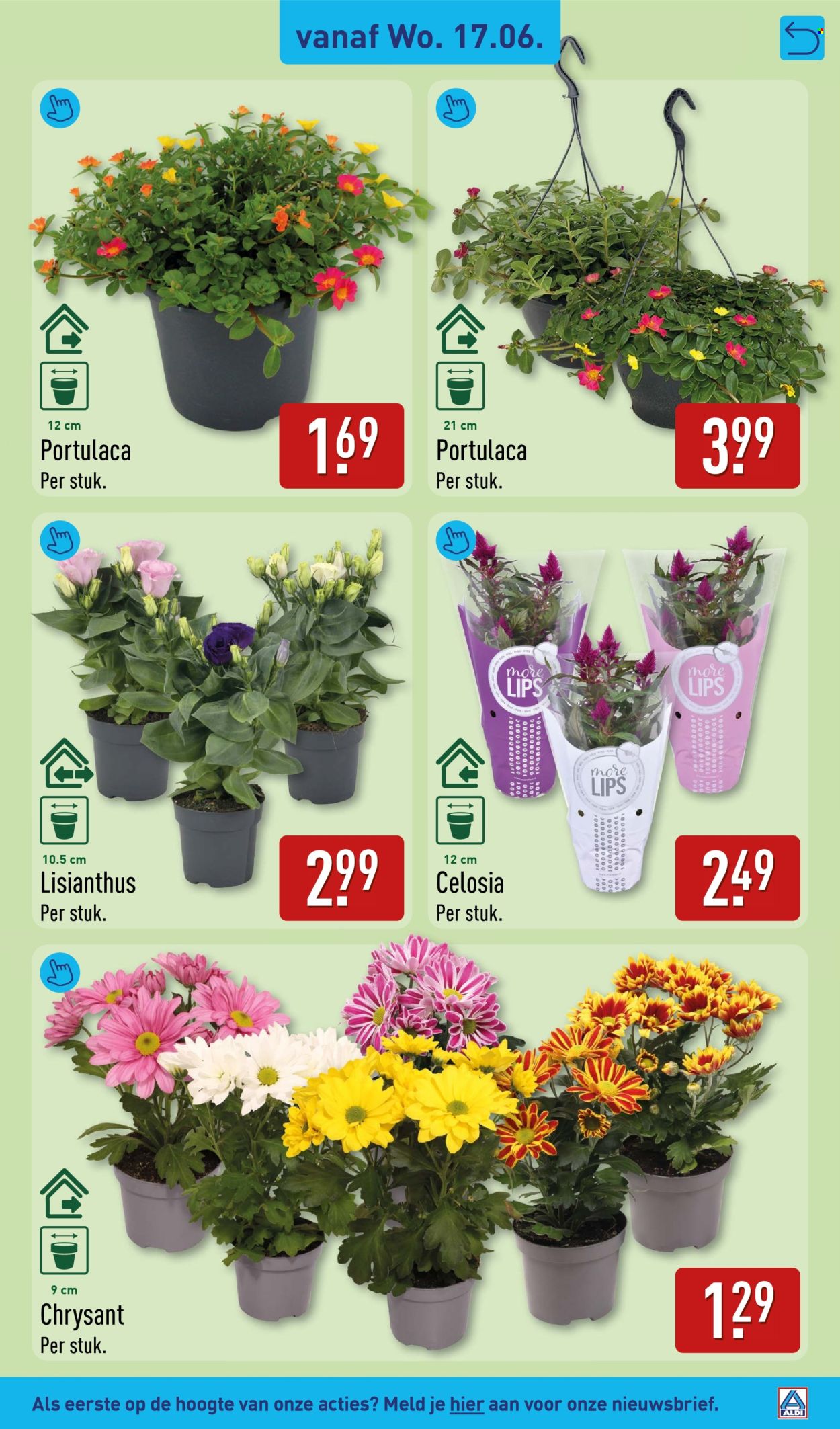 Aldi-aanbieding - 15-6-2026 - 21-6-2026. Pagina 41