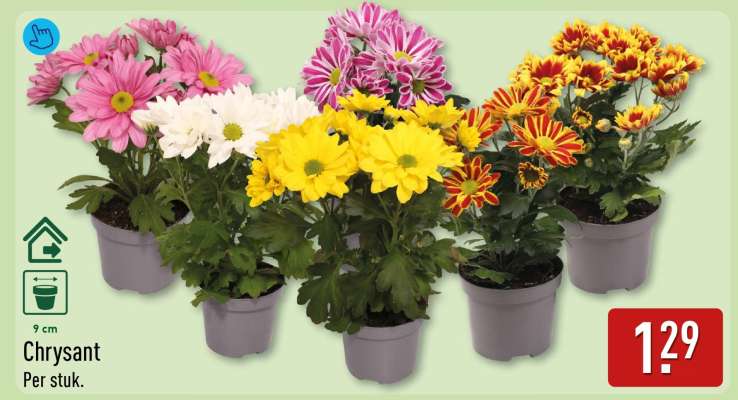 Chrysant