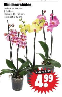 Vlinderorchidee