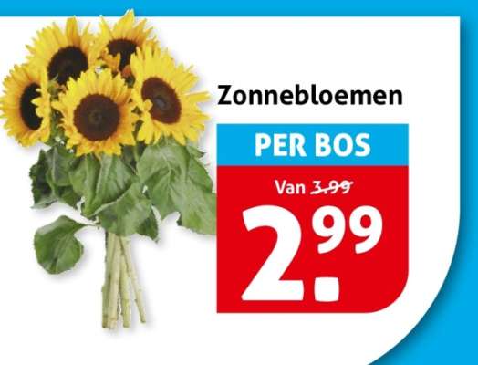 Zonnebloemen