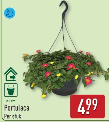 Portulaca