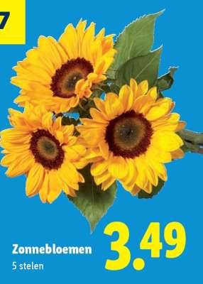Zonnebloemen