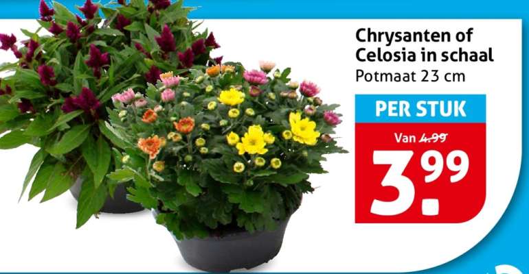 Chrysanten of Celosia in schaal