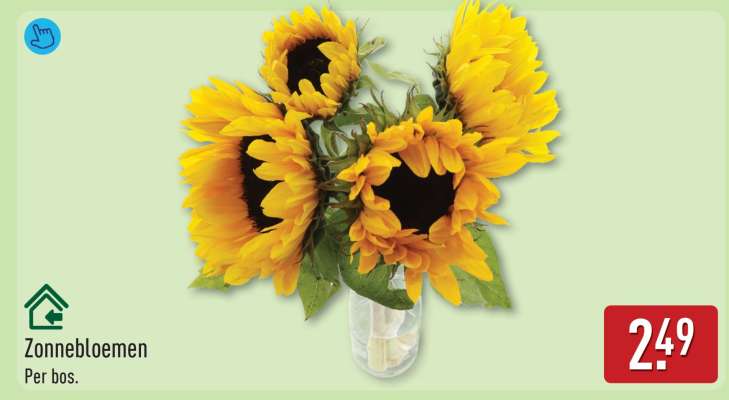 Zonnebloemen