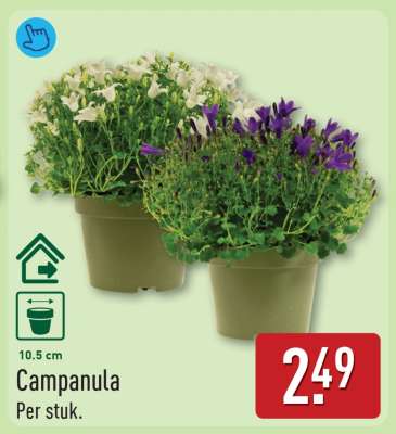 Campanula