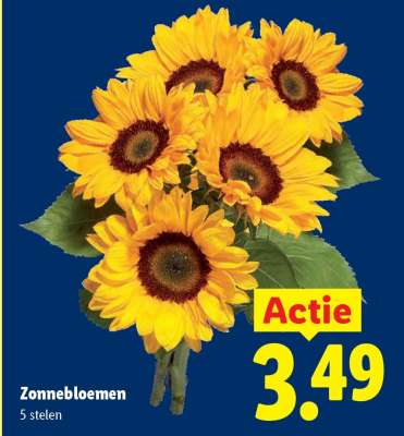Zonnebloemen