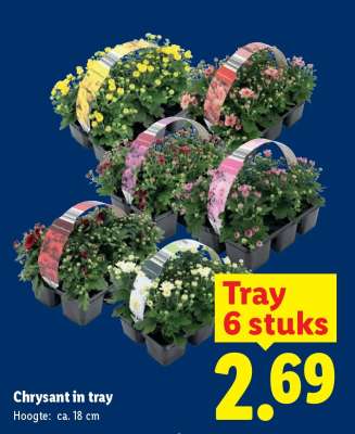 Chrysant in tray