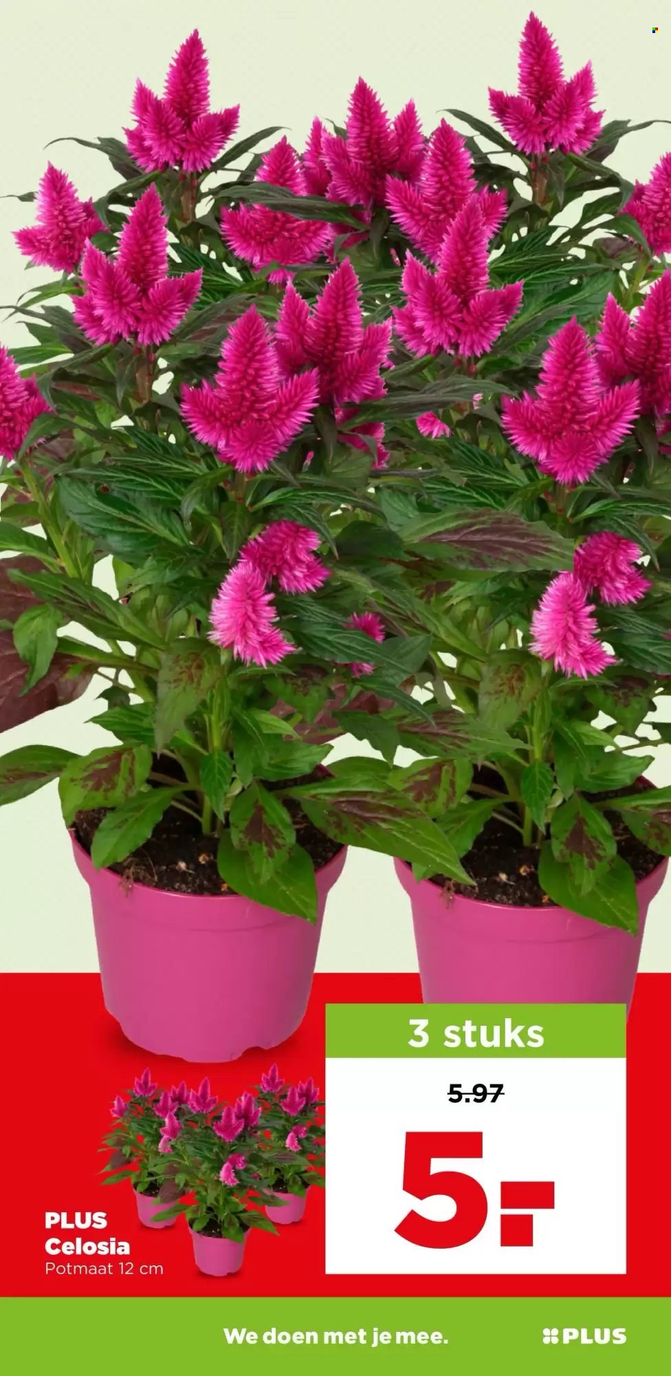 Plus-aanbieding - 5-8-2026 - 11-8-2026. Pagina 29