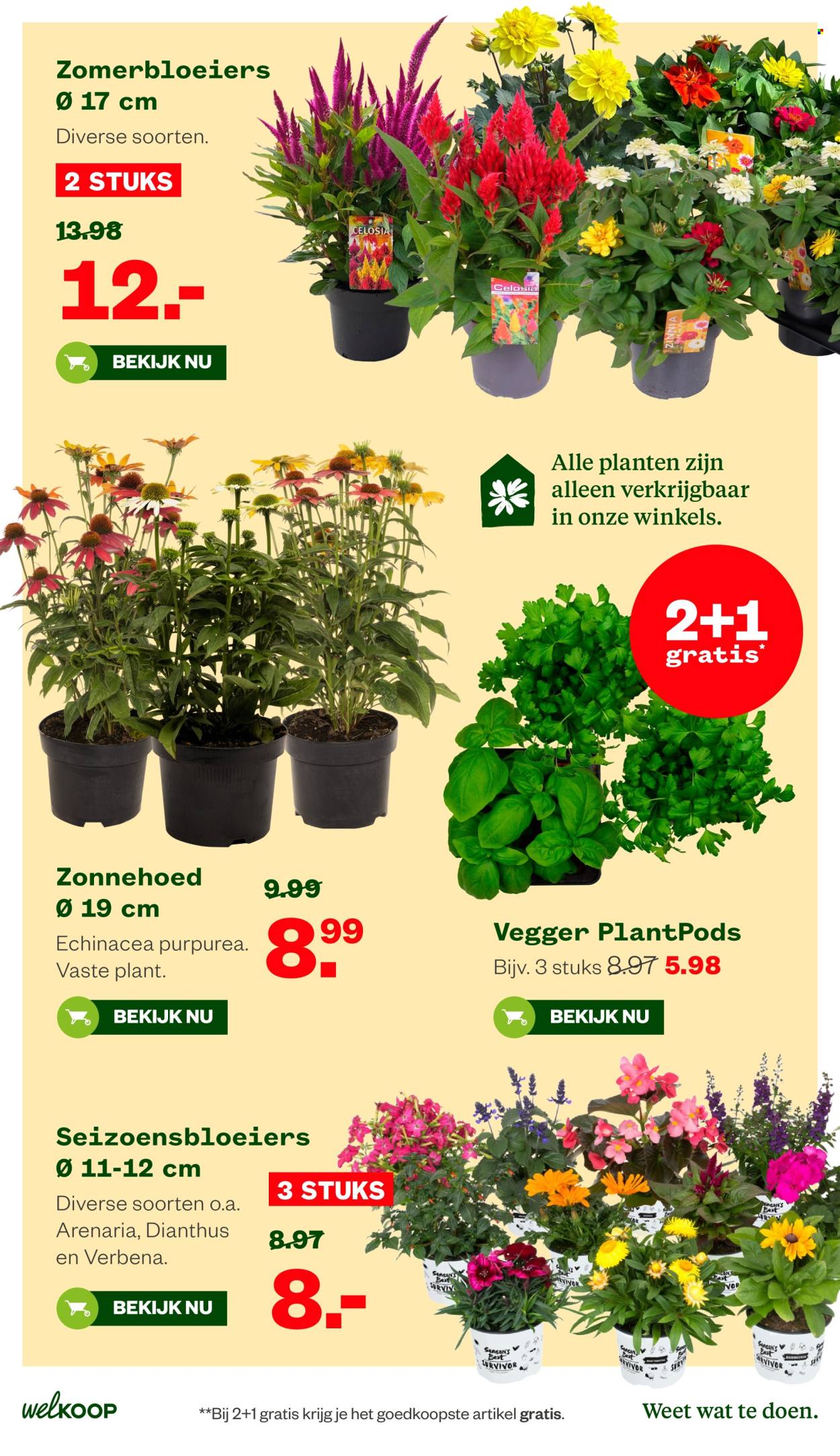 Welkoop-aanbieding - 20-7-2026 - 9-8-2026. Pagina 29