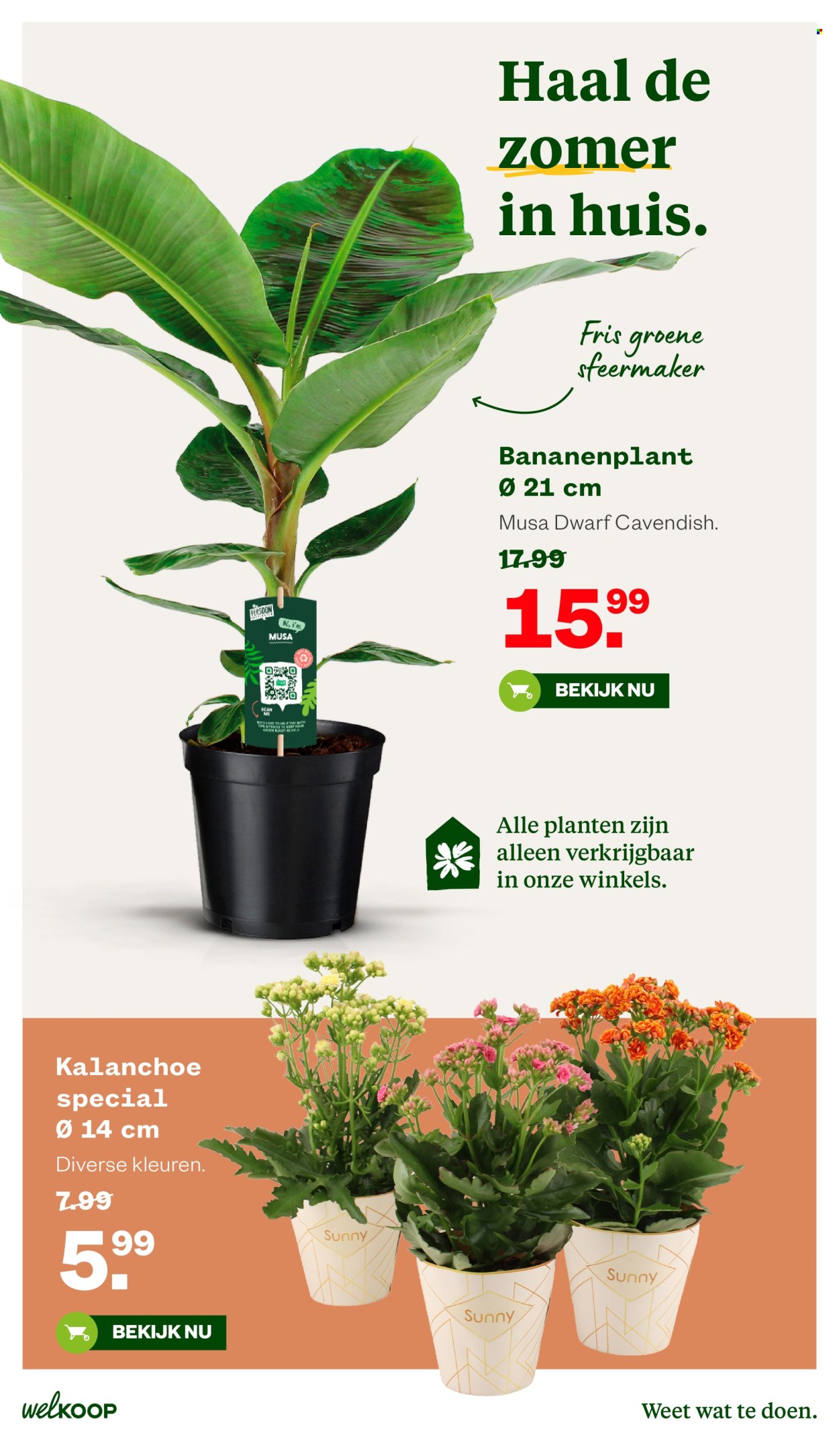 Welkoop-aanbieding - 20-7-2026 - 9-8-2026. Pagina 37