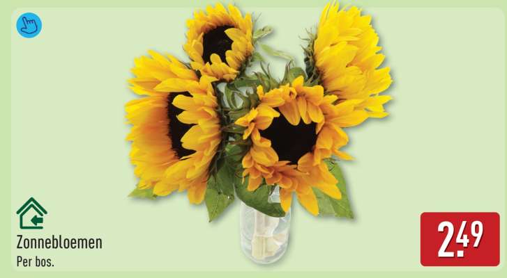 Zonnebloemen