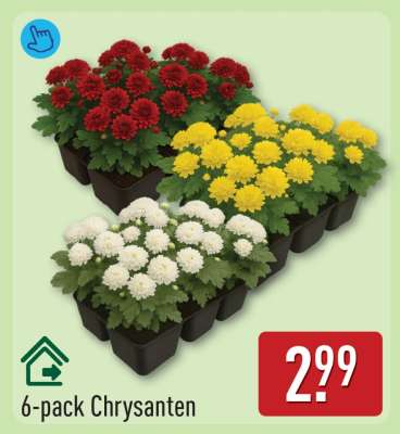 6-pack Chrysanten