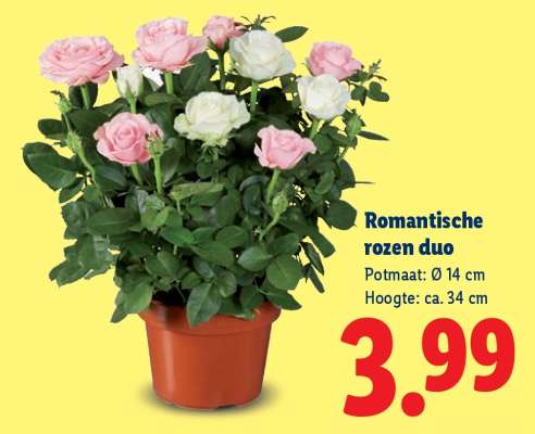 Romantische rozen duo