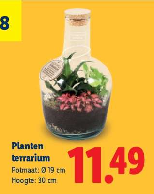 Planten terrarium