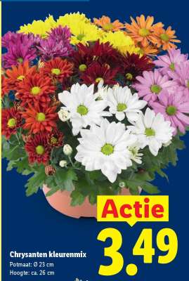 Chrysanten kleurenmix
