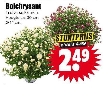 Bolchrysant