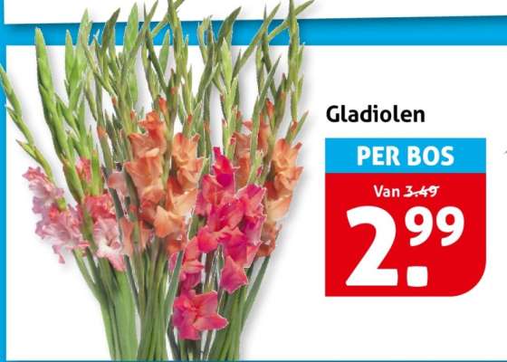 Gladiolen