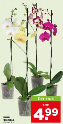 PLUS Orchidee