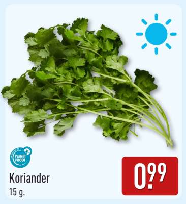 Koriander