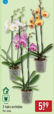2-taks orchidee