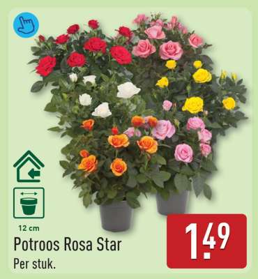 Potroos Rosa Star