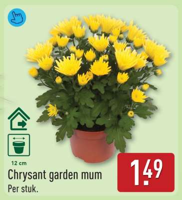 Chrysant Garden Mum
