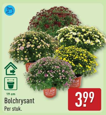 Bolchrysant