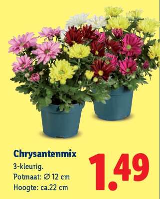 Chrysantenmix