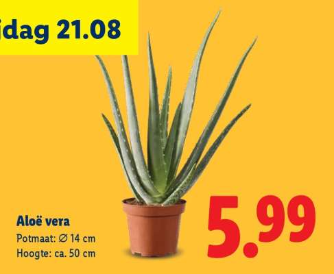 Aloë vera