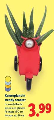 Kamerplant in trendy scooter