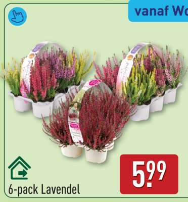 6-pack lavendel