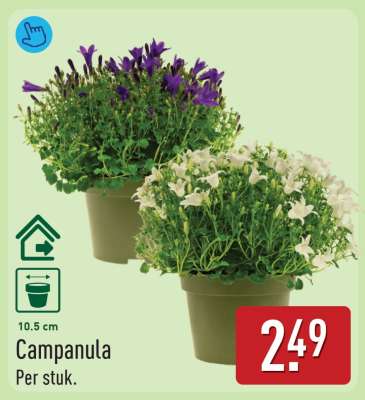 Campanula