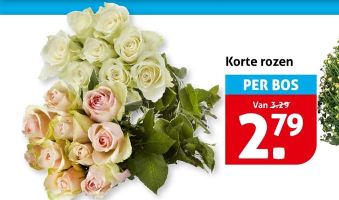 Korte rozen