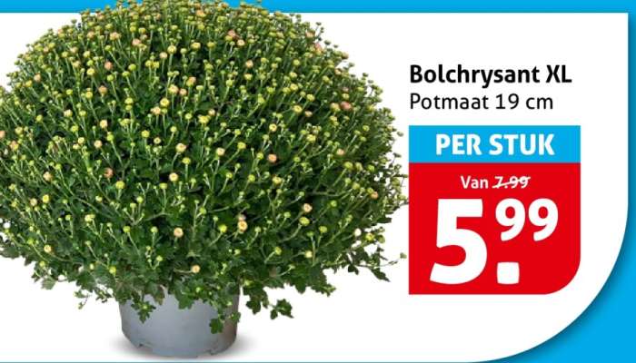 Bolchrysant XL