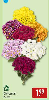 Chrysanten