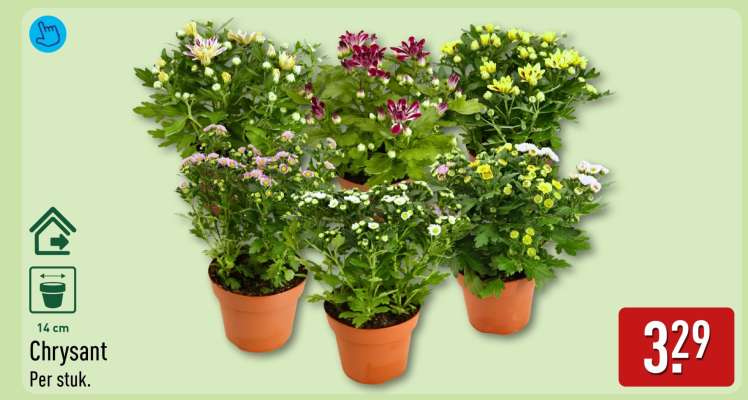 Chrysant