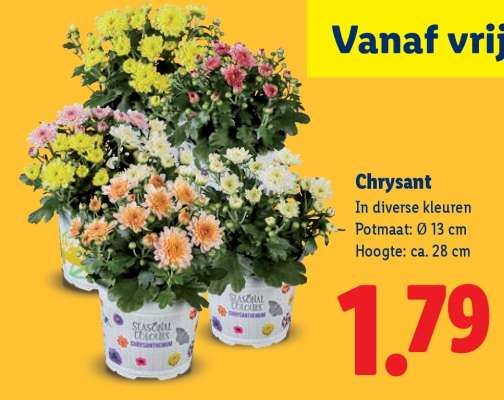 Chrysant