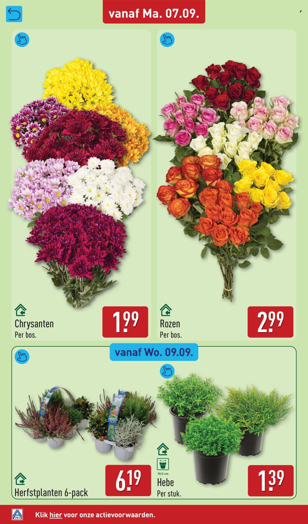 Aldi-aanbieding - 7-9-2026 - 13-9-2026. Pagina 34