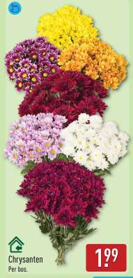 Chrysanten