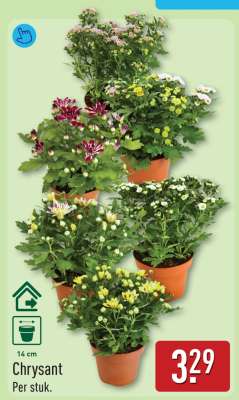 Chrysant