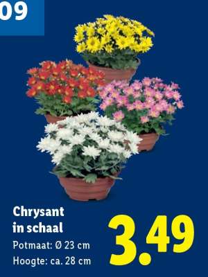 Chrysant in schaal