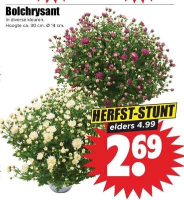 Bolchrysant