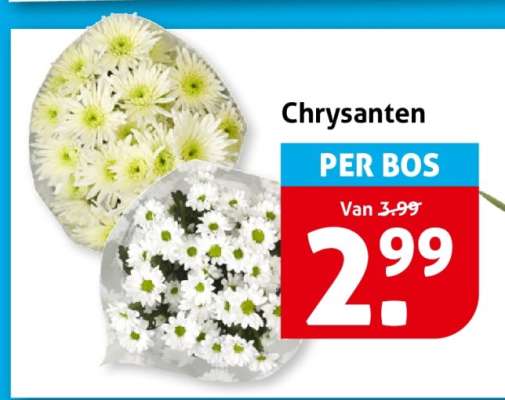 Chrysanten