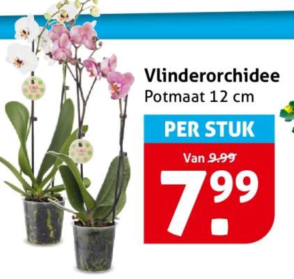 Vlinderorchidee