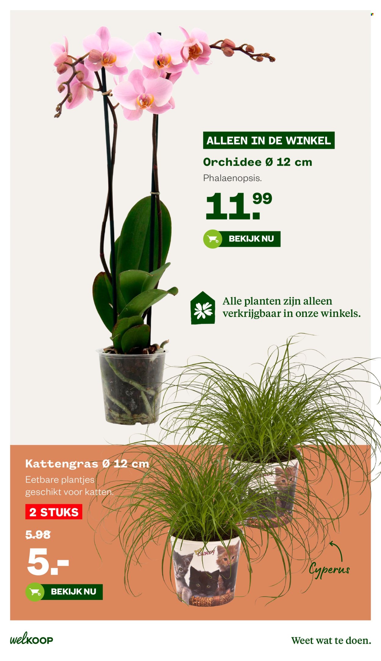 Welkoop-aanbieding - 21-9-2026 - 4-10-2026. Pagina 30