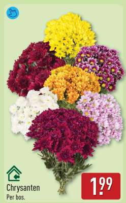 Chrysanten