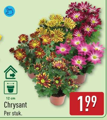 Chrysant